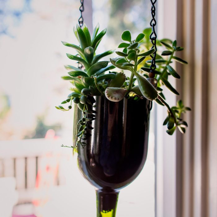 A succulent hangs in the light of a window in wine bottle planter