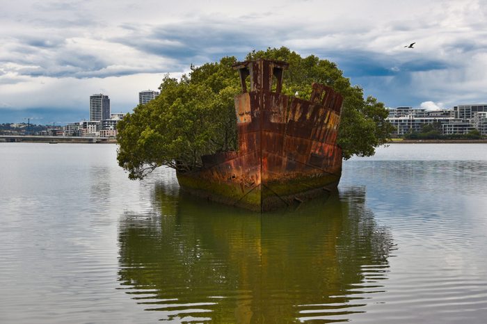 Homebush Bay, Sydney, NSW / Australia - August 25th, 2018. SS Ayrfield Shipwreck with rusting hull taken over by the mangroves.