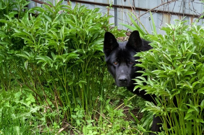 a beautiful black dog hid behind a green bush in the garden. playing hide and seek
