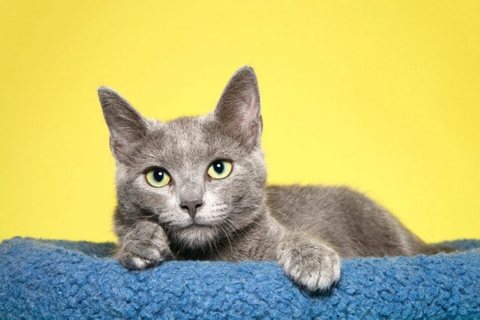 Adorable grey kitten with yellow green eyes laying in a blue bed, paws over side looking longingly at viewer. Mustard yellow background.