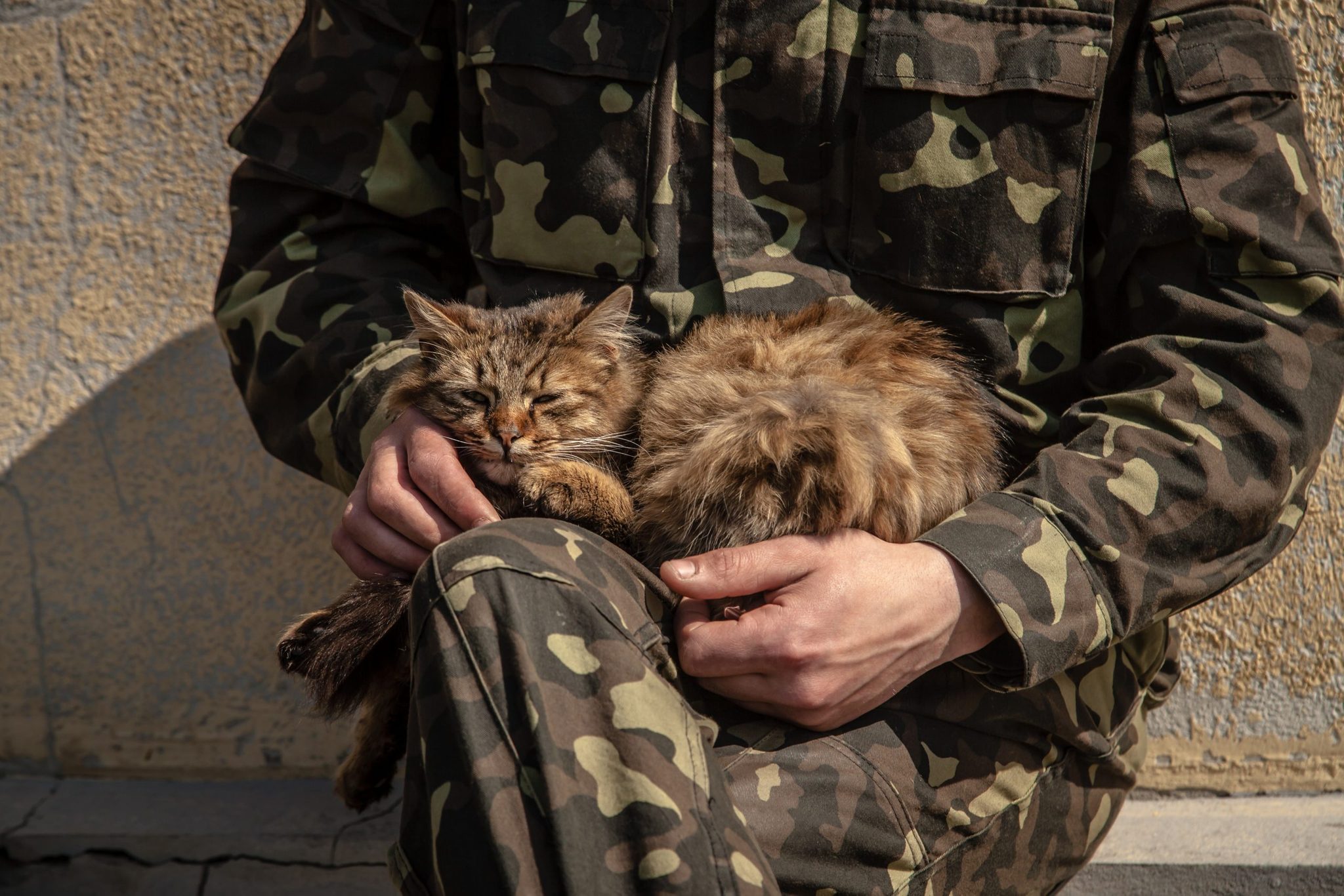 army pet cat