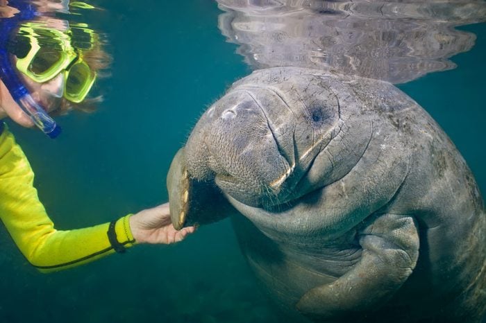 Selective focus of a female snorkeler greeting a manatee. Focus is on the manatee. Some back-scatter in the turbid water.