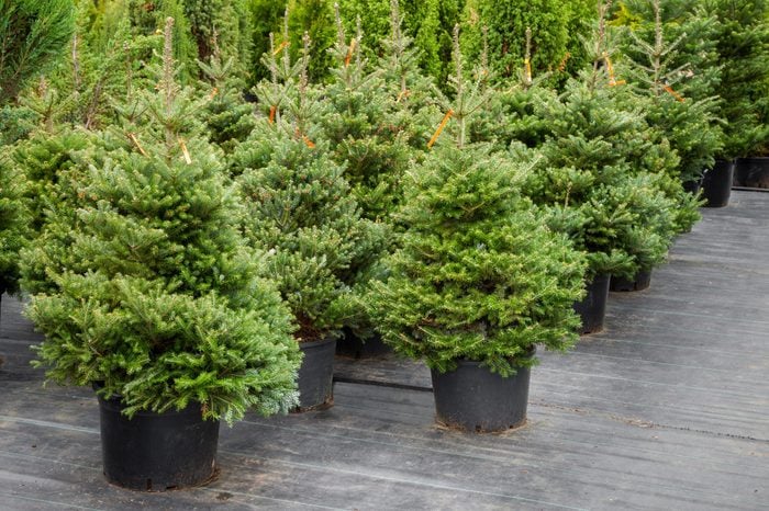 Christmas trees in pots for sale