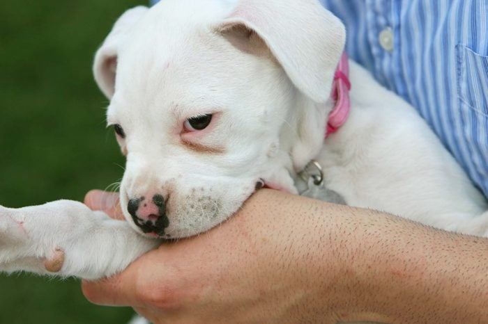 puppy nibbling on hand
