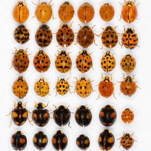 Multicolored Asian lady beetles