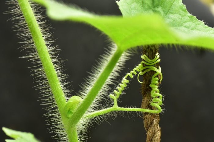 Hairy stem and tendrils of a cucumber plant against dark background.
