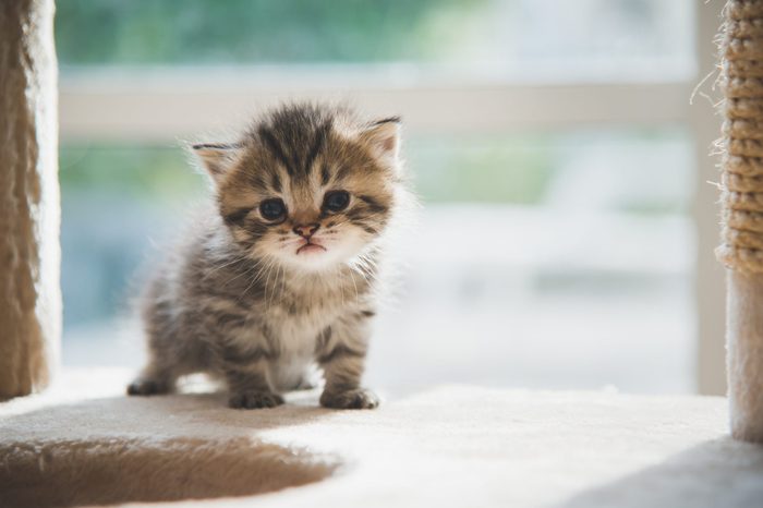 Cute persian kitten walking on cat tower