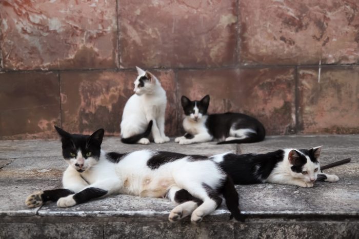 A street cat female is having a rest with her kittens in the street