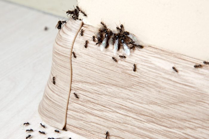 Insects. Ants in the house on the baseboards and wall angle