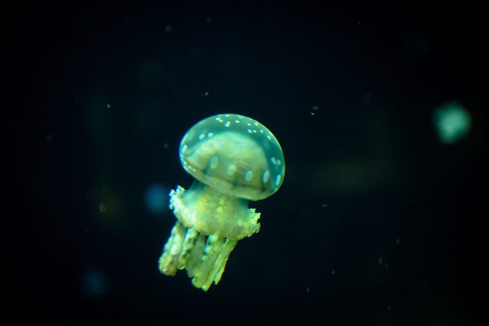 Photo of jellyfish floating in the aquarium taken in Stanley Park Aquarium, in Vancouver, British Columbia, Canada