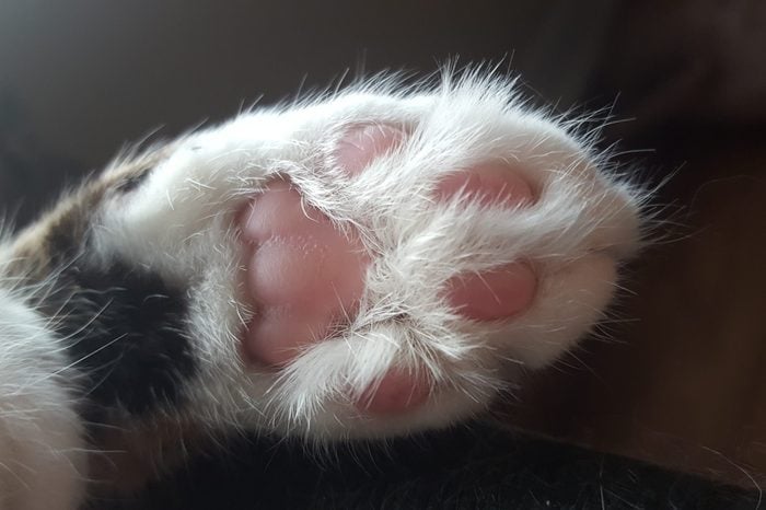 bottom view of a cat foot showing the toes, also know as bean toes or toe beans. The paw is white while the bean toes are pink.