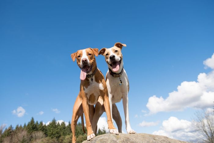 Two Young Dogs Enjoying Sunny Weather in Off-Leash Park Standing on Large Rock