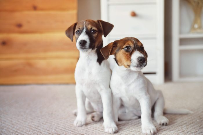 two Jack Russell Terrier puppy at home interior