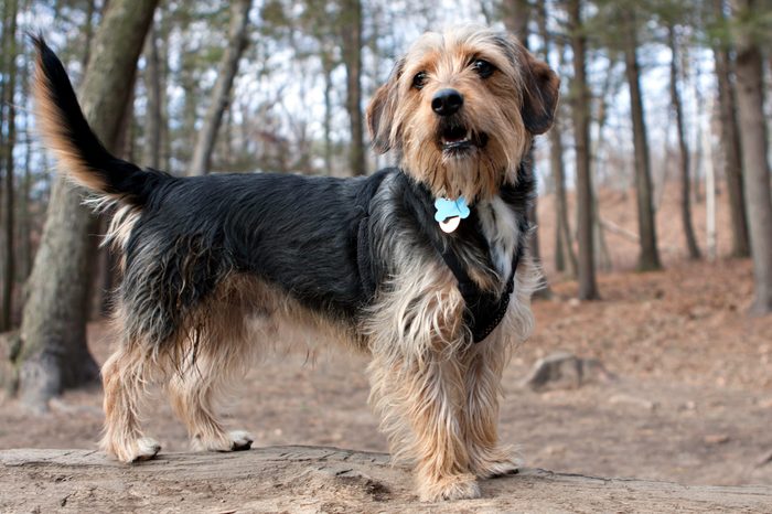 Portrait of a young yorkshire terrier beagle mix dog in the woods / dog park. Shallow depth of field.