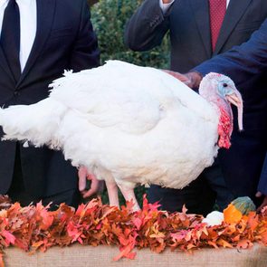 Pardon of National Thanksgiving Turkey at the White House, Washington, America - 25 Nov 2015 President Barack Obama pardons Abe the turkey in the Rose Garden at The White House with (L-R) rep from Jaindl Farms that raised the turkey and National Turkey Federation Chairman, Dr. Jihad Douglas