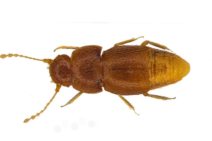 nelloptodes gretae beetle