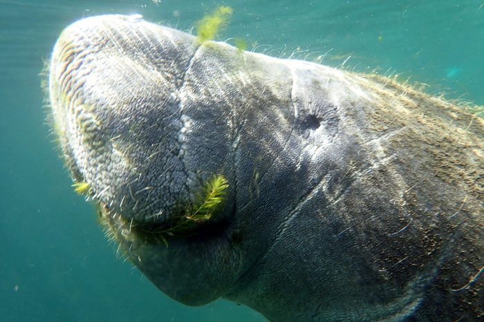 swimming with manatees