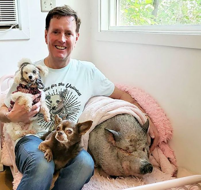 steve greig with pig and dogs