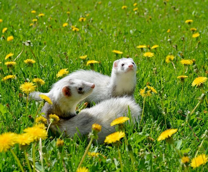 two white and gray ferrets frolicking in a field of dandelions on a sunny day