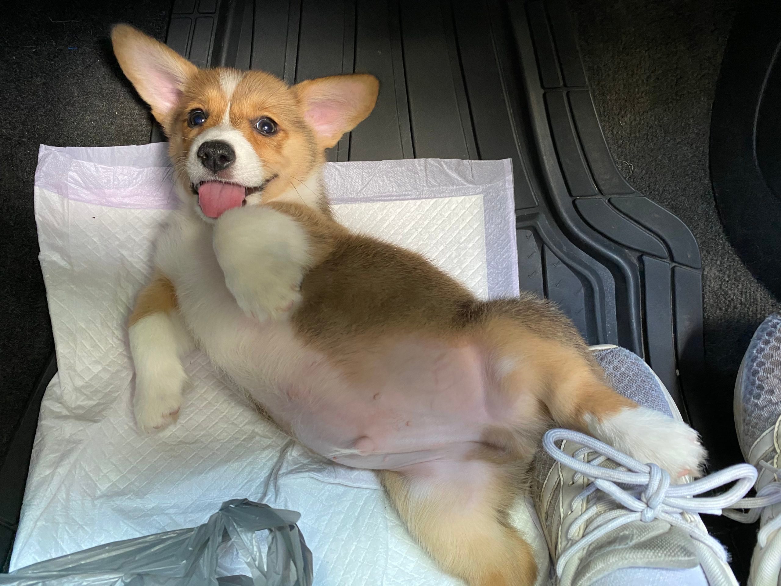 happy corgi puppy on his back of the floor of a car