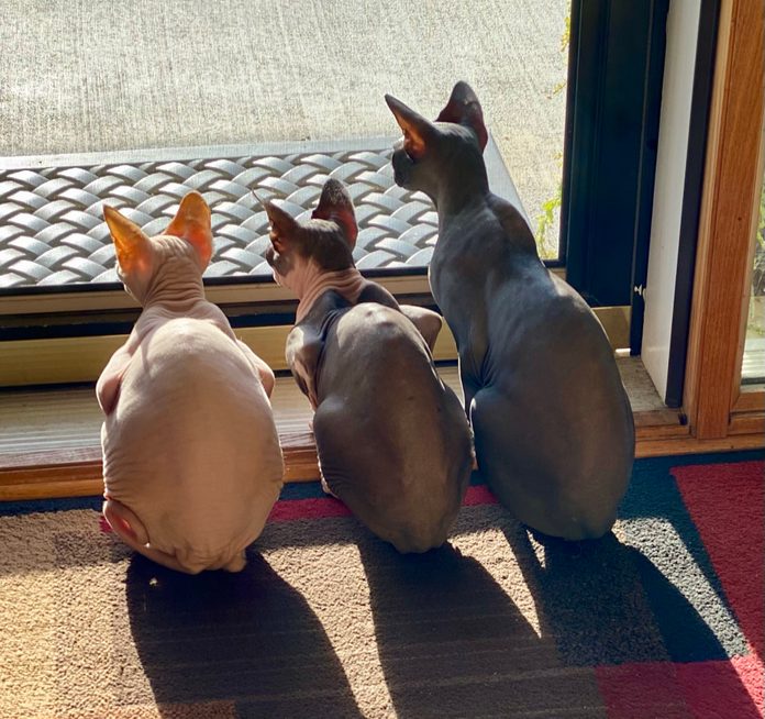 rear view of three hairless cats sitting in a row and staring intently out a glass door