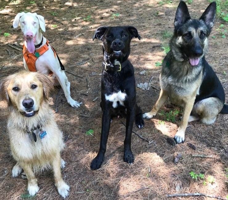 group of four dogs pose for a photo