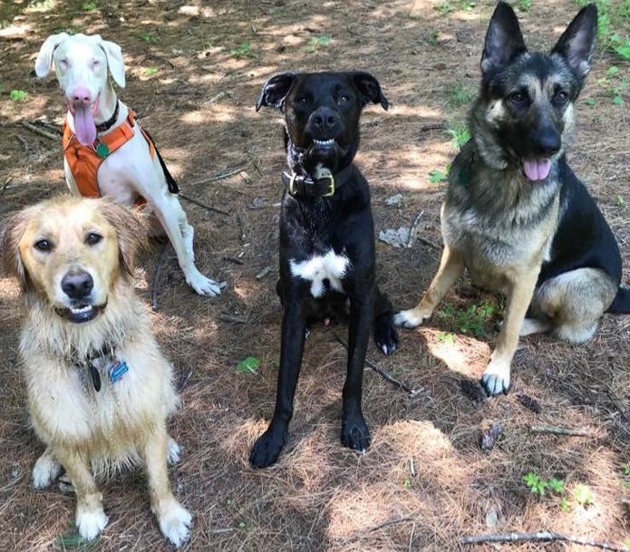 group of four dogs pose for a photo