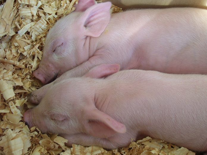 two pink piglets sleeping closely in their pen