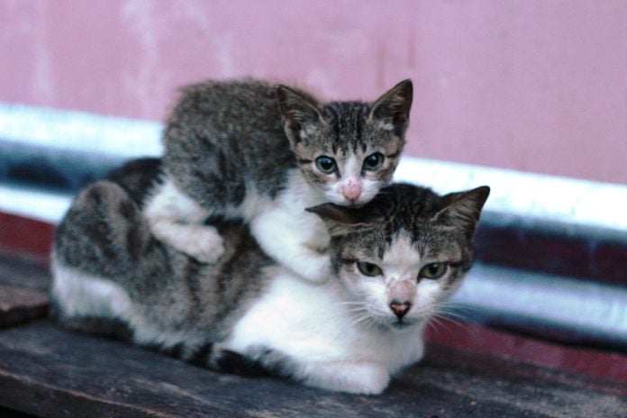 kitten sitting on older cats back
