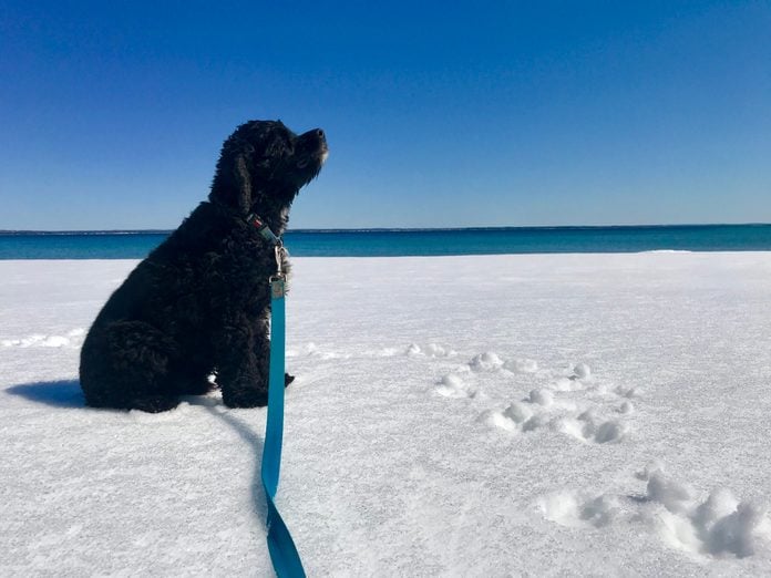 dog on a leash sitting in a snowy landscape near a body of water on a sunny day
