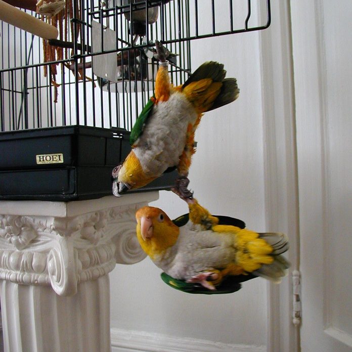 one parrot hanging onto another parrot who is hanging onto the bars of their open cage