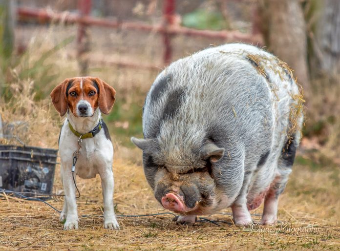 a dog and a pig pose for a picture