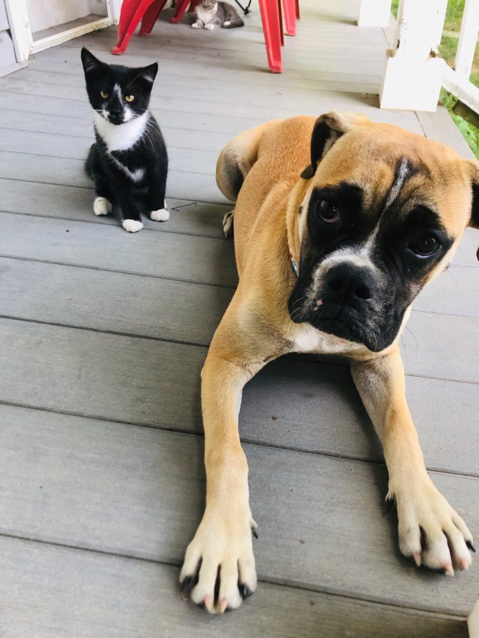 small kitten and larger dog on a front porch