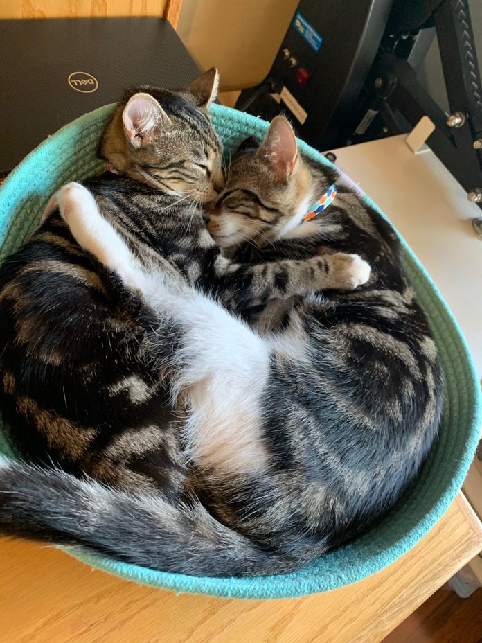 two cats cuddled in a woven basket