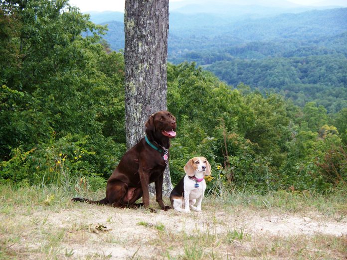 lab and beagle dogs pose together on a grassy hiking trail