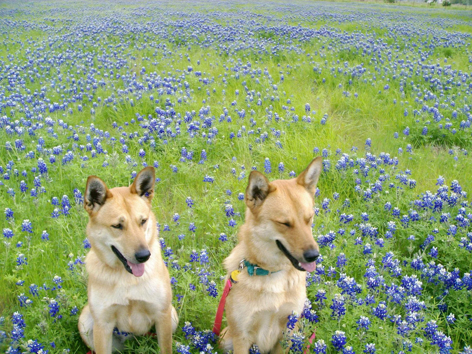 two dogs in a field of flowers