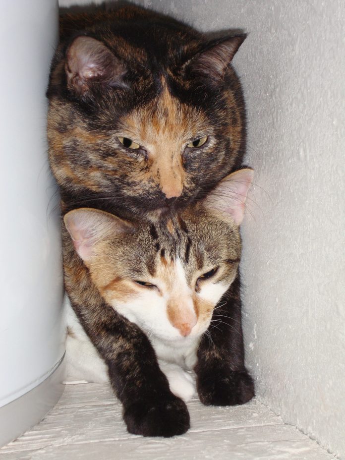 two cats, one on top of the other, squished in a small space