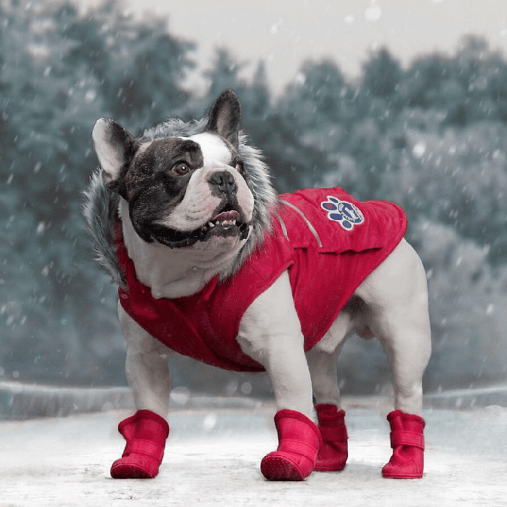 Coziest Dog Winter Coat For Every Breed and Weather | Reader's Digest