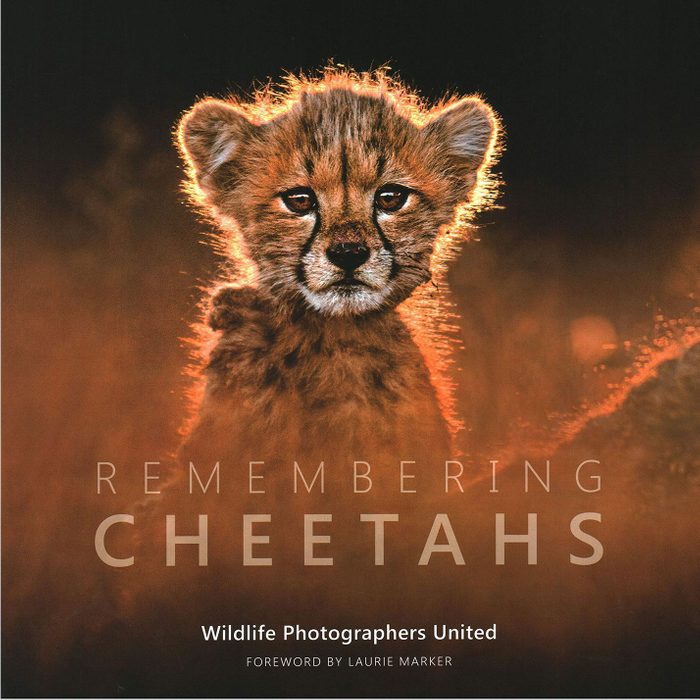 Remembering Wildlife Remembering Cheetahs