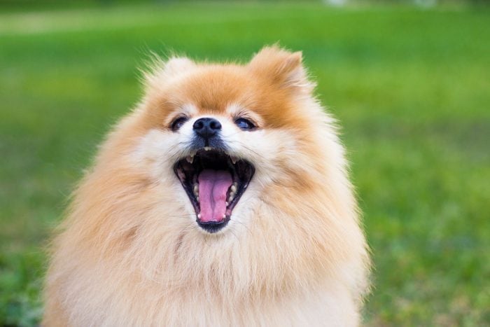 Noises Your Dog Makes—And What They Mean | Reader's Digest