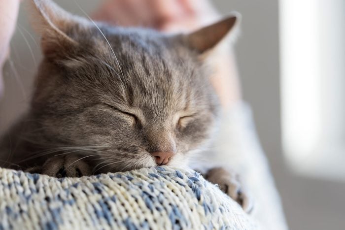 Detail of a beautiful soft tabby cat lying on its owner's shoulder and purring. Selective focus