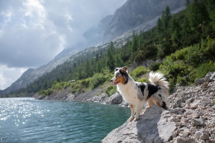 A dog in the mountains is standing on a rock and looking at nature. Travel with a pet. Happy Australian Shepherd. Healthy lifestyle, adventure
