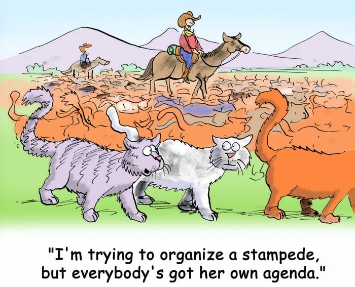 "I'm trying to organize a stampede but everybody's got her own agenda."