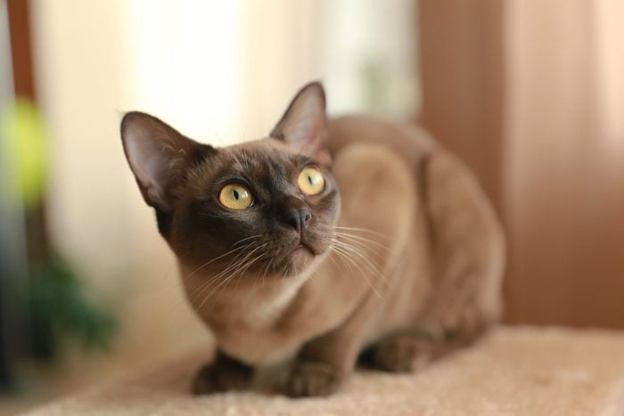 The burmese cat at home.; Shutterstock ID 1387238975; Job (TFH, TOH, RD, BNB, CWM, CM): RD