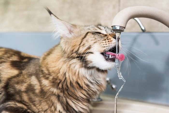 Maine coon cat drinking water with tongue from tap
