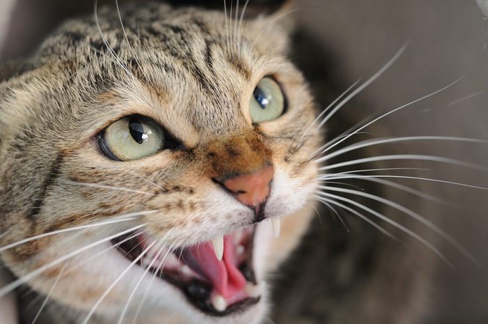 Closeup of angry hissing cat showing his teeth