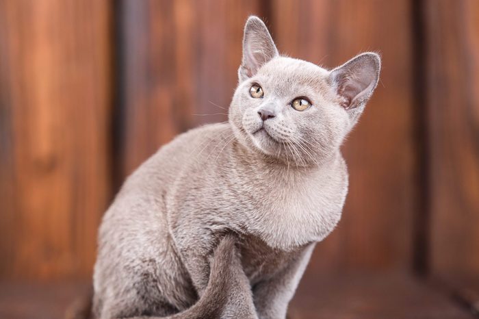 breed of European Burmese cat, gray, sitting on a brown wooden background