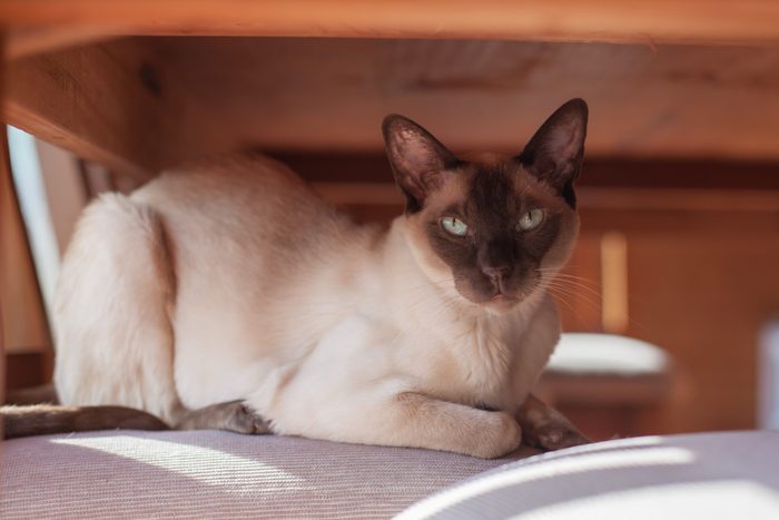 Chocolate Cream coloured Tonkinese Cat sitting on a chair under the table