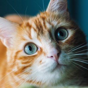 Ginger cat portrait at home