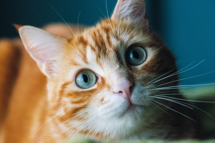 Ginger cat portrait at home